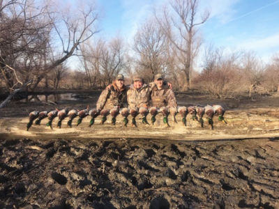Ducks