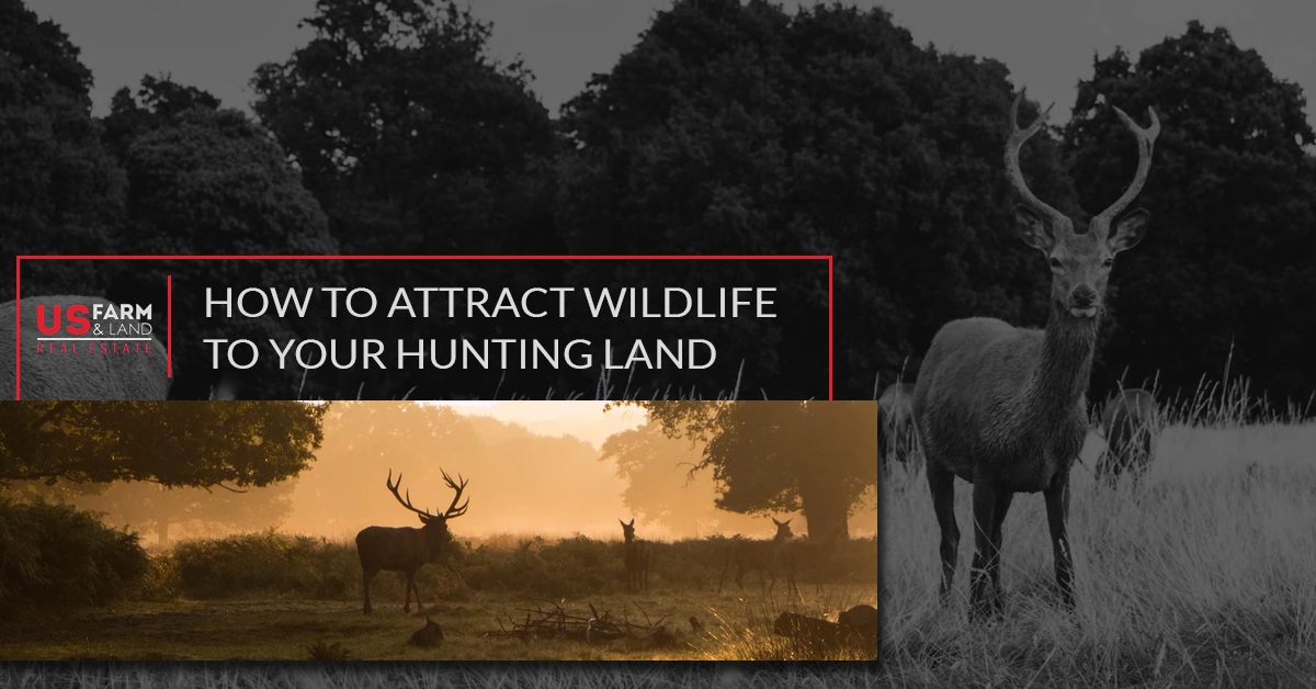 How To Attract Wildlife to Your Hunting Land